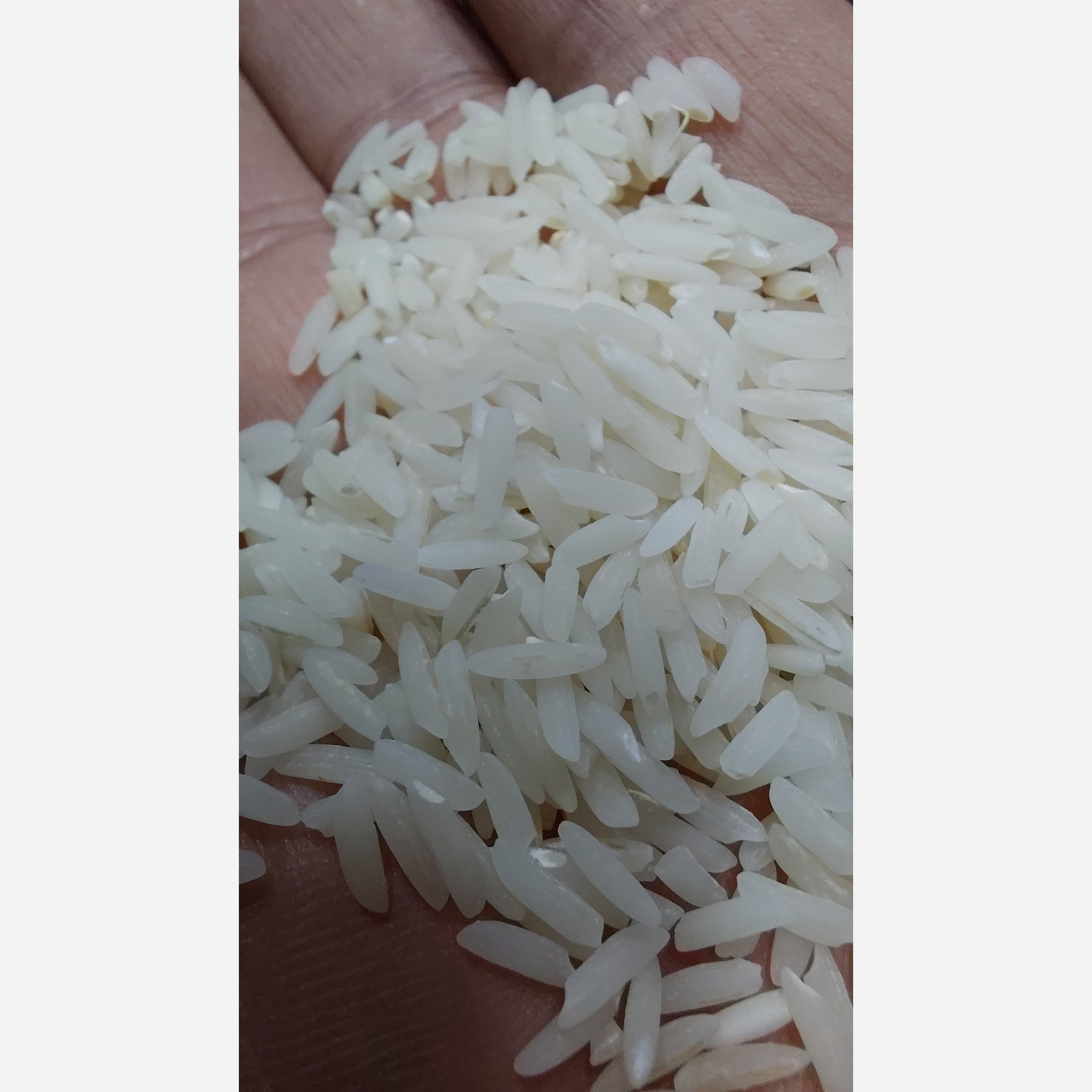 برنج هاشمی امسالی 10 کیلو ارسال رایگان