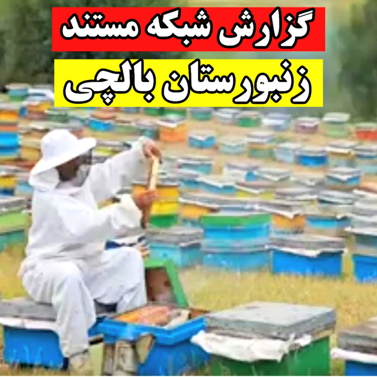 عسل کوهستان بالچی (1 کیلوگرم) 546 تومان با درب پُلُمپ ، ارسال رایگان و فوری ، خرید مستقیم از زنبوردار