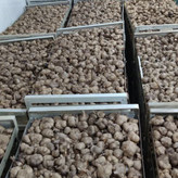 سیر سیاه اصل تازه (یک کیلویی) پاستیلی درجه یک و شیرین تهیه شده ازسیرهمدان