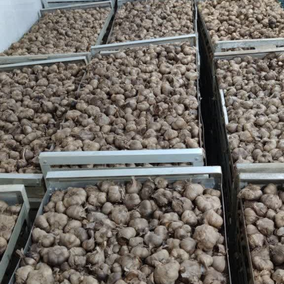 سیر سیاه اصل تازه (یک کیلویی) پاستیلی درجه یک و شیرین تهیه شده ازسیرهمدان