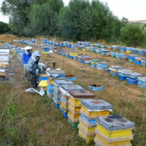 عسل چهل گیاه طبیعی بالچی 1 کیلوگرمی (ارسال رایگان و خرید از زنبوردار نمونه)