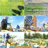 عسل چهل گیاه طبیعی بالچی 1 کیلوگرمی (ارسال رایگان و خرید از زنبوردار نمونه)
