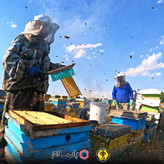عسل چهل گیاه طبیعی بالچی 1 کیلوگرمی (ارسال رایگان و خرید از زنبوردار نمونه)