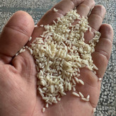 برنج سرلاشه طارم هاشمی زرین خوشه طبرستان (ناریوران) ارسال رایگان