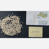 برنج سرلاشه طارم هاشمی زرین خوشه طبرستان (ناریوران) ارسال رایگان
