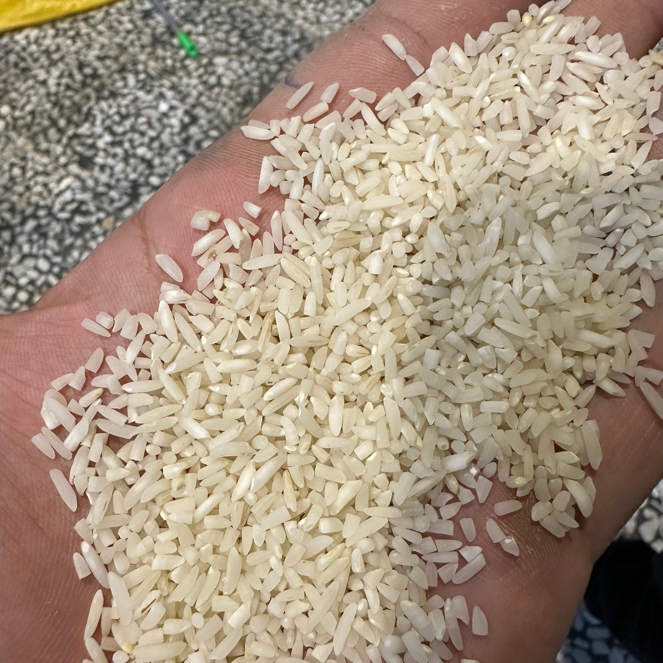 برنج سرلاشه طارم هاشمی زرین خوشه طبرستان (ناریوران) ارسال رایگان