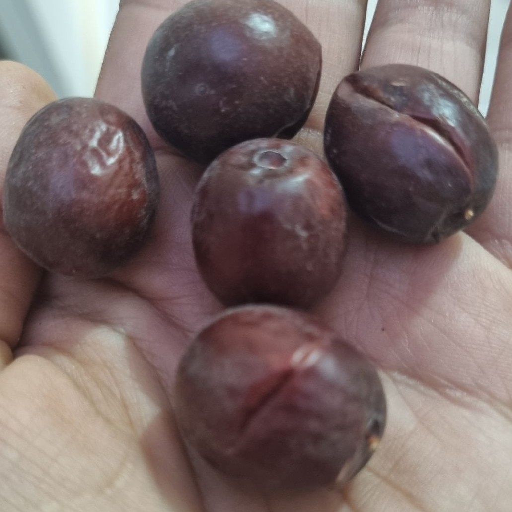 عناب تازه و نرم و گوشتی(یک کیلویی)