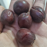 عناب تازه و نرم و گوشتی(یک کیلویی)