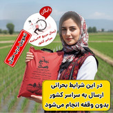برنج صدری هاشمی سفارشی آستانه اشرفیه (2و5 و10کیلویی)