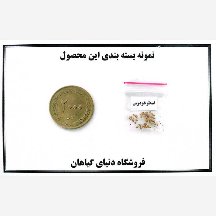 بذر اسطو خودوس یا لَوِندر (10 عدد)