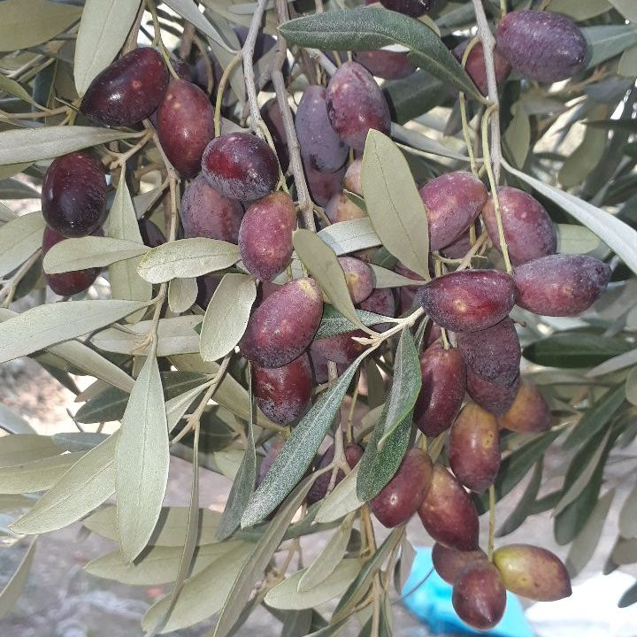 روغن زیتون پرس سرد تازه (3لیتری) فرابکر آخر فصل از باغدار طارم با تضمین کیفیت وقیمت