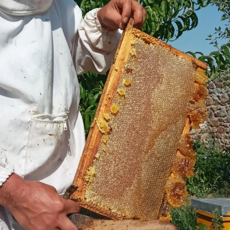 عسل آویشن ناب و دیابتی یک کیلویی ارسال رایگان