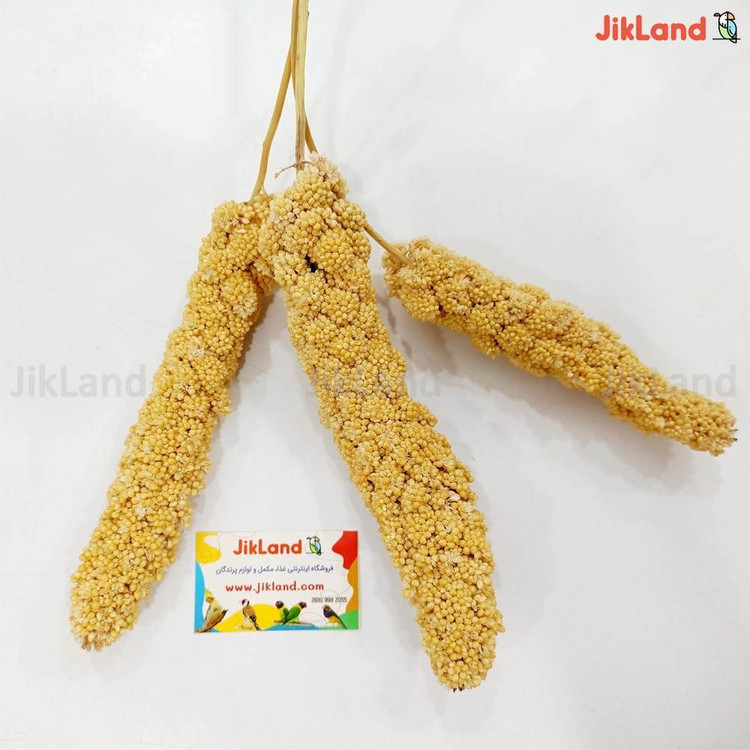 ارزن خوشه ای تشویقی عروس هلندی و طوطی سانان درجه یک و درشت