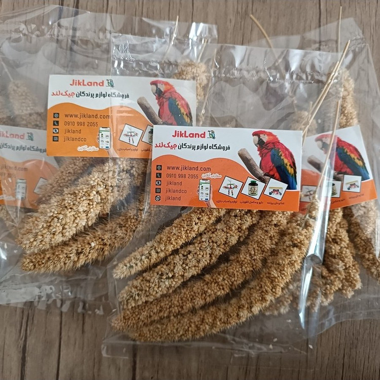 ارزن خوشه ای تشویقی عروس هلندی و طوطی سانان درجه یک و درشت