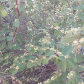 عسل کنار اعلا لوکس طعم عطر عالی مستقیم از زنبوردار یک کیلویی ((پلمپ شده بهداشتی))