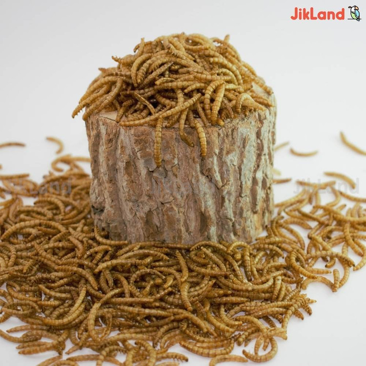 کرم میلورم -میل ورم -MealWorm مکمل تقویتی پرندگان و ماهی ها