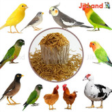 کرم میلورم -میل ورم -MealWorm مکمل تقویتی پرندگان و ماهی ها