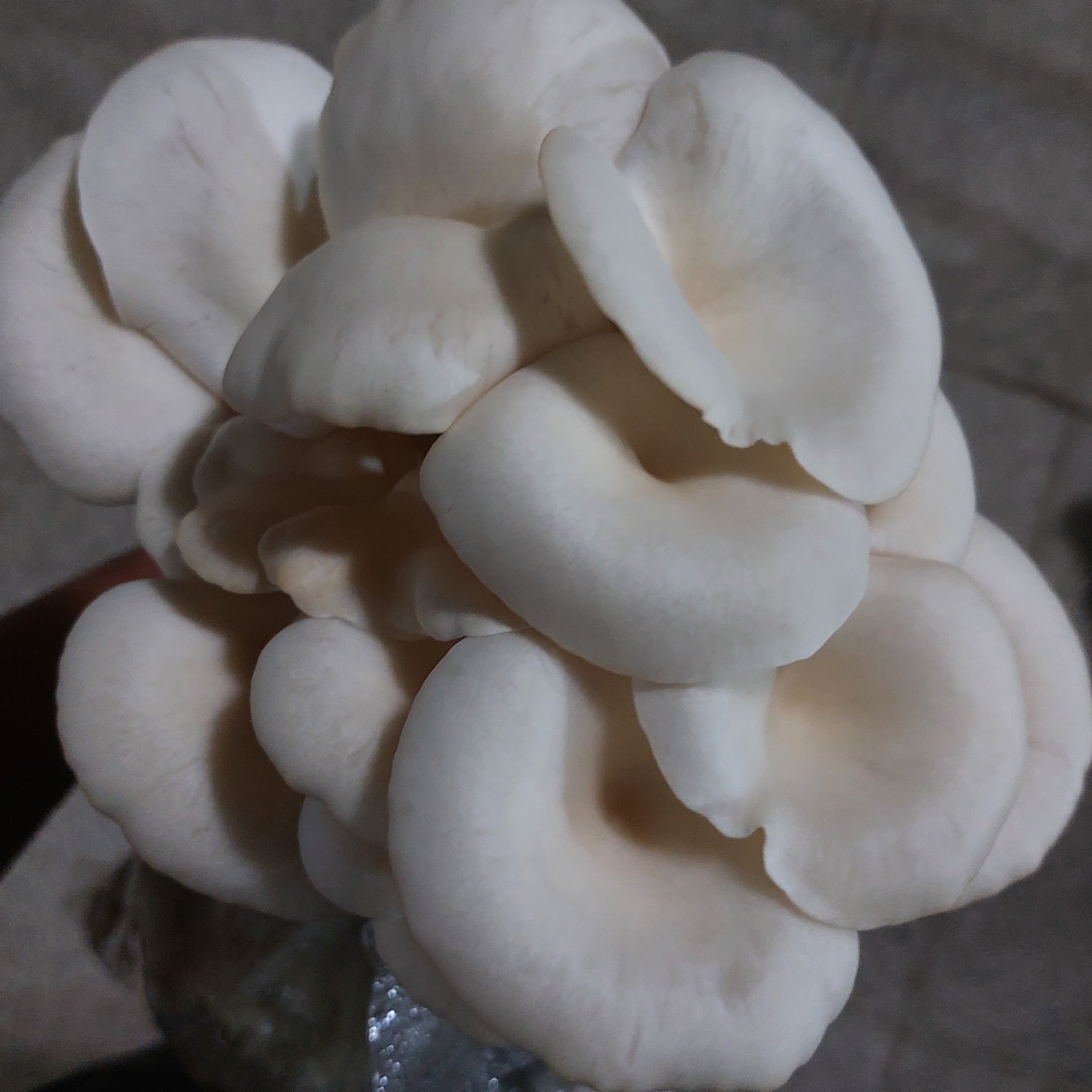 بذر قارچ صدفی سفید یک کیلوگرمی