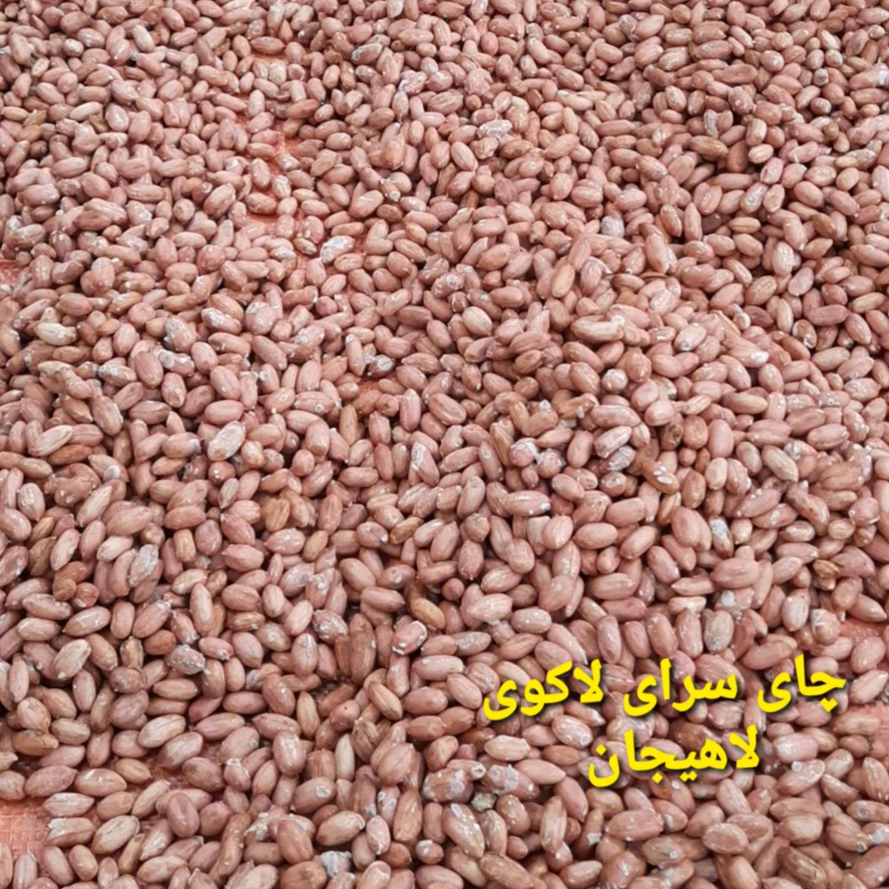 بادام زمینی (1405) آستانه اشرفیه ریز و ترد و خوشمزه نوبرانه (1000گرمی)