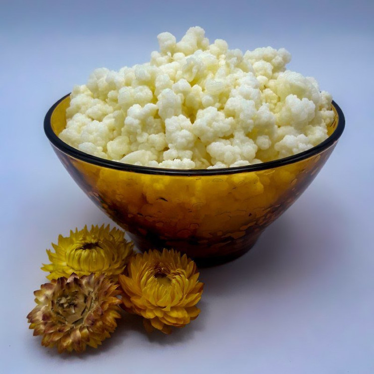 قارچ کفیر قفقازی فعال (50 گرمی) همراه یک بطری دوغ کفیر 300 میلی ومشاوره و آموزش رایگان کشک کفیر و ماست کفیر