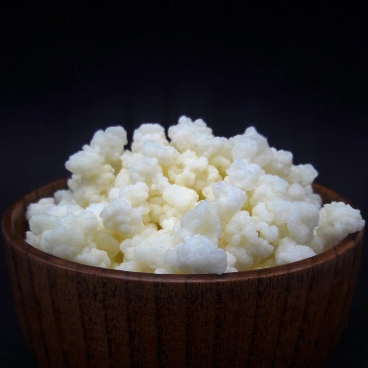 قارچ کفیر قفقازی فعال (50 گرمی) همراه یک بطری دوغ کفیر 300 میلی ومشاوره و آموزش رایگان کشک کفیر و ماست کفیر