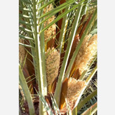 گرده نخل خالص و طبیعی 40گرمی