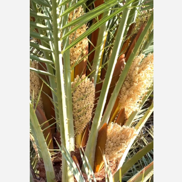 گرده نخل خالص و طبیعی 40گرمی