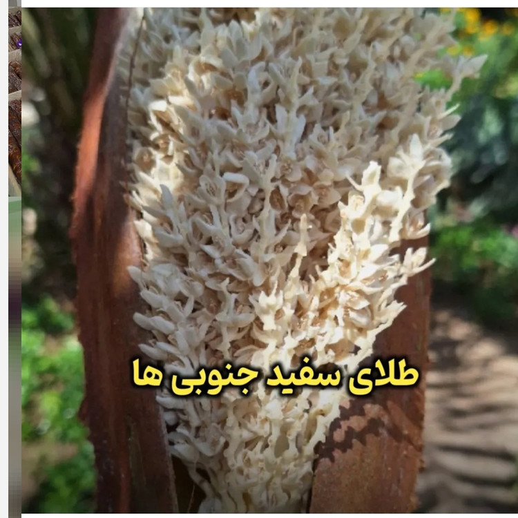 گرده نخل خالص و طبیعی 40گرمی