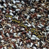 هفت تخم 500گرمی هانر میکس اسپانیا پرندگان