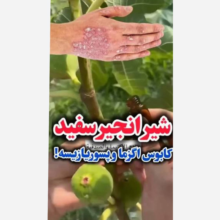 شیره سفید انجیر نارس1میلی لیتر(1سی سی)