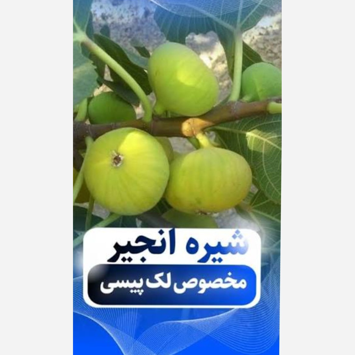 شیره سفید انجیر نارس1میلی لیتر(1سی سی)
