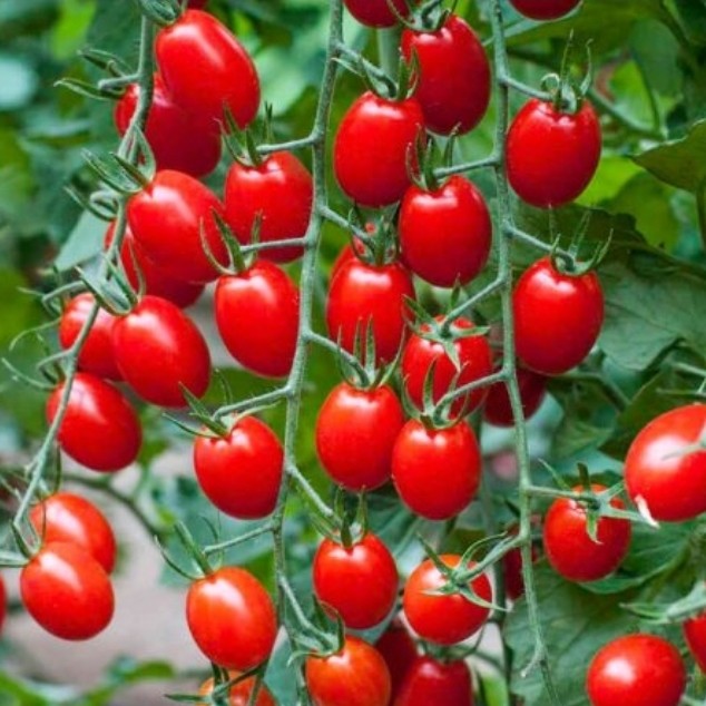 بذر گوجه زیتونی قرمز(10 عددی)