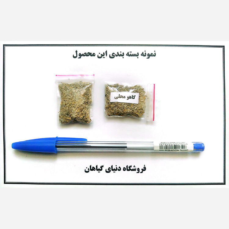 بذر کاهو محلی (500 عدد)