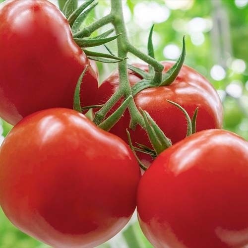 بذر گوجه فرنگی گرد پربار(10 عدد)