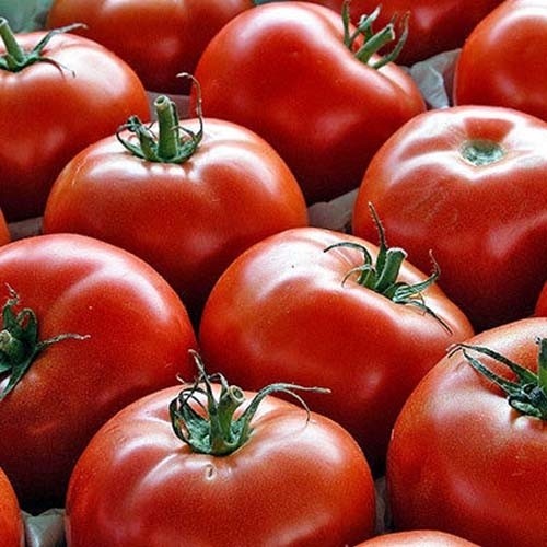 بذر گوجه فرنگی گرد پربار(10 عدد)