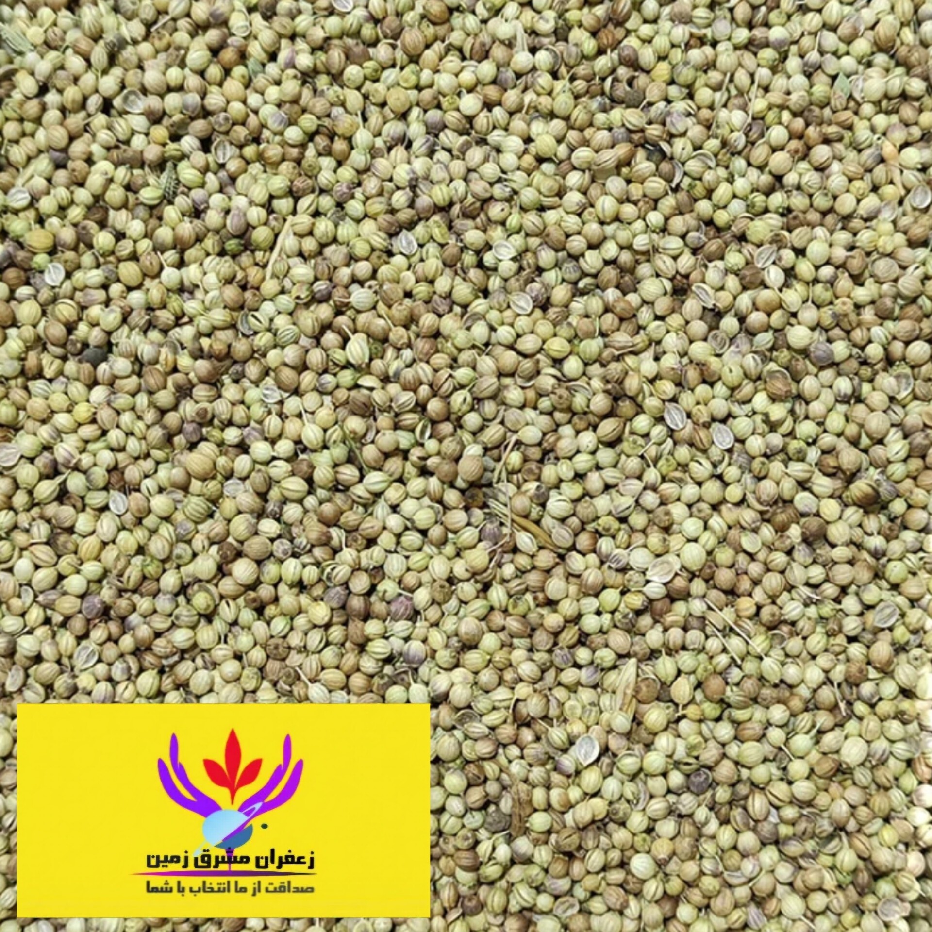 تخم گشنیز اعلا مشرق زمین 500 گرم دانه گشنیز