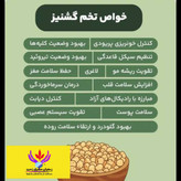 تخم گشنیز اعلا مشرق زمین 500 گرم دانه گشنیز