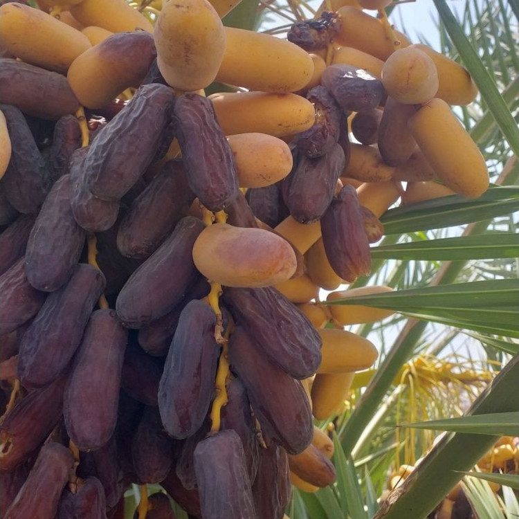 خرما پیارم سوپر امساله نیم کیلویی داهمان (حاجی آباد بندرعباس)