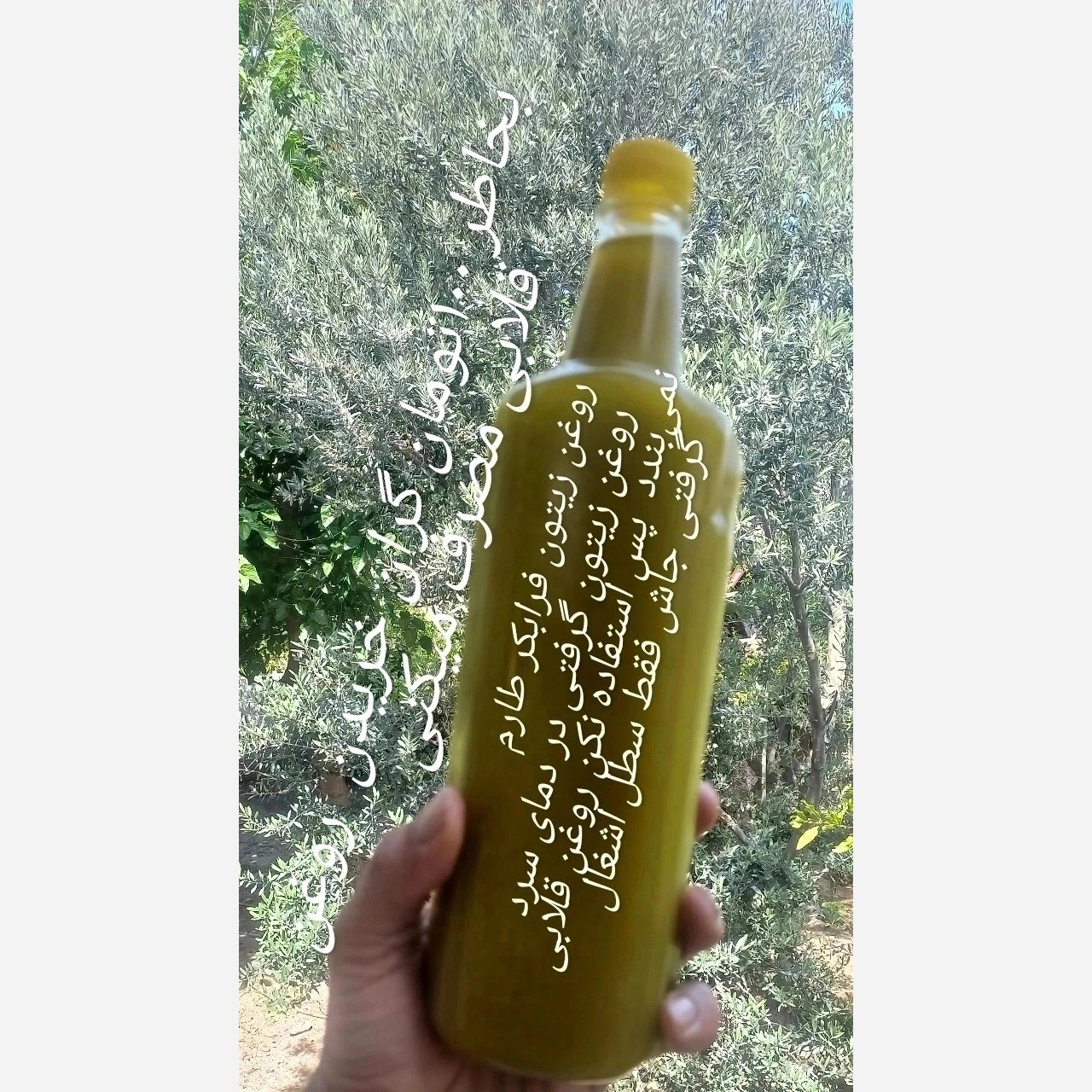 روغن زیتون نوبرانه امساله دستی محشر محلی 1لیتری هیچ ارزانی بی دلیل نیست خودتون قول نزنید که روغن زیتون خرید کردید