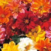 بذر گل کوکب (بسته 10 عددی)