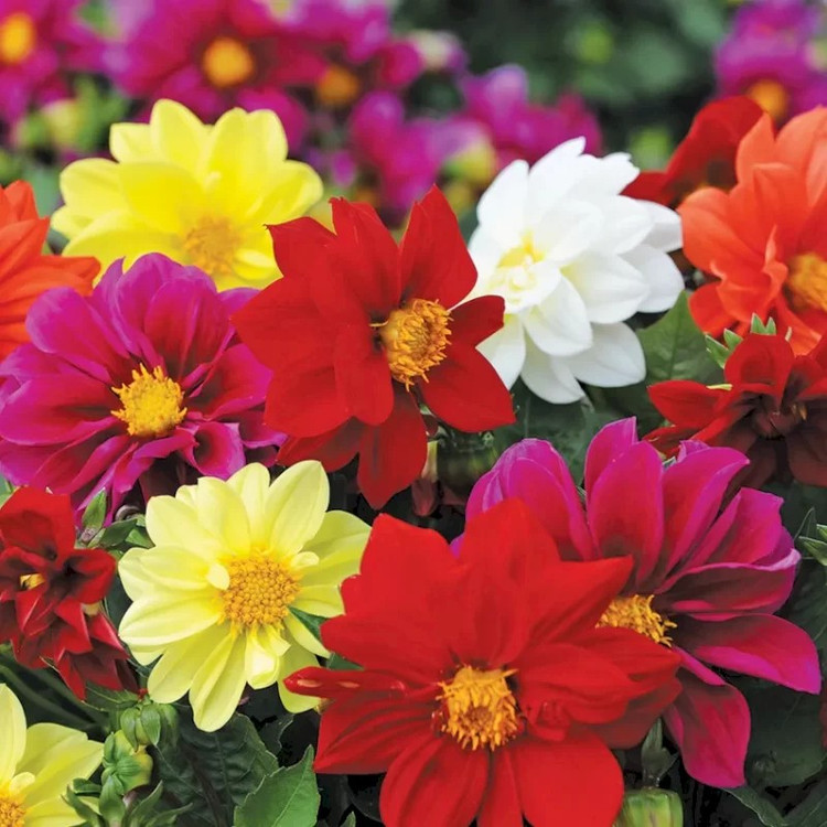بذر گل کوکب (بسته 10 عددی)