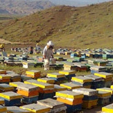 عسل چندگیاه پاییزه2کیلویی ممتازفریدن(ارسال رایگان به شهرستان فریدن)