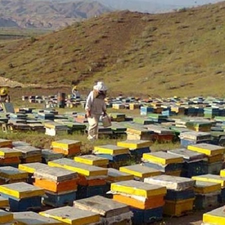 عسل چندگیاه پاییزه2کیلویی ممتازفریدن(ارسال رایگان به شهرستان فریدن)
