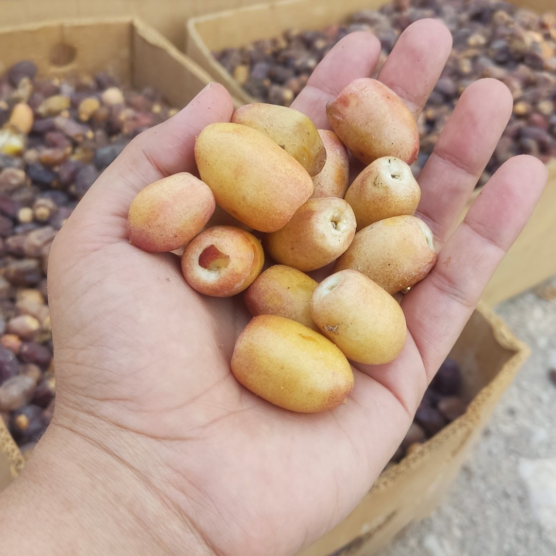 خارک برحی ، بریمی ، درجه یک و خوشمزه ارسال با ماشین یخچال دار چاپار - ارسال به سراسر کشور
