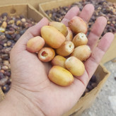 خارک برحی ، بریمی ، درجه یک و خوشمزه ارسال با ماشین یخچال دار چاپار - ارسال به سراسر کشور
