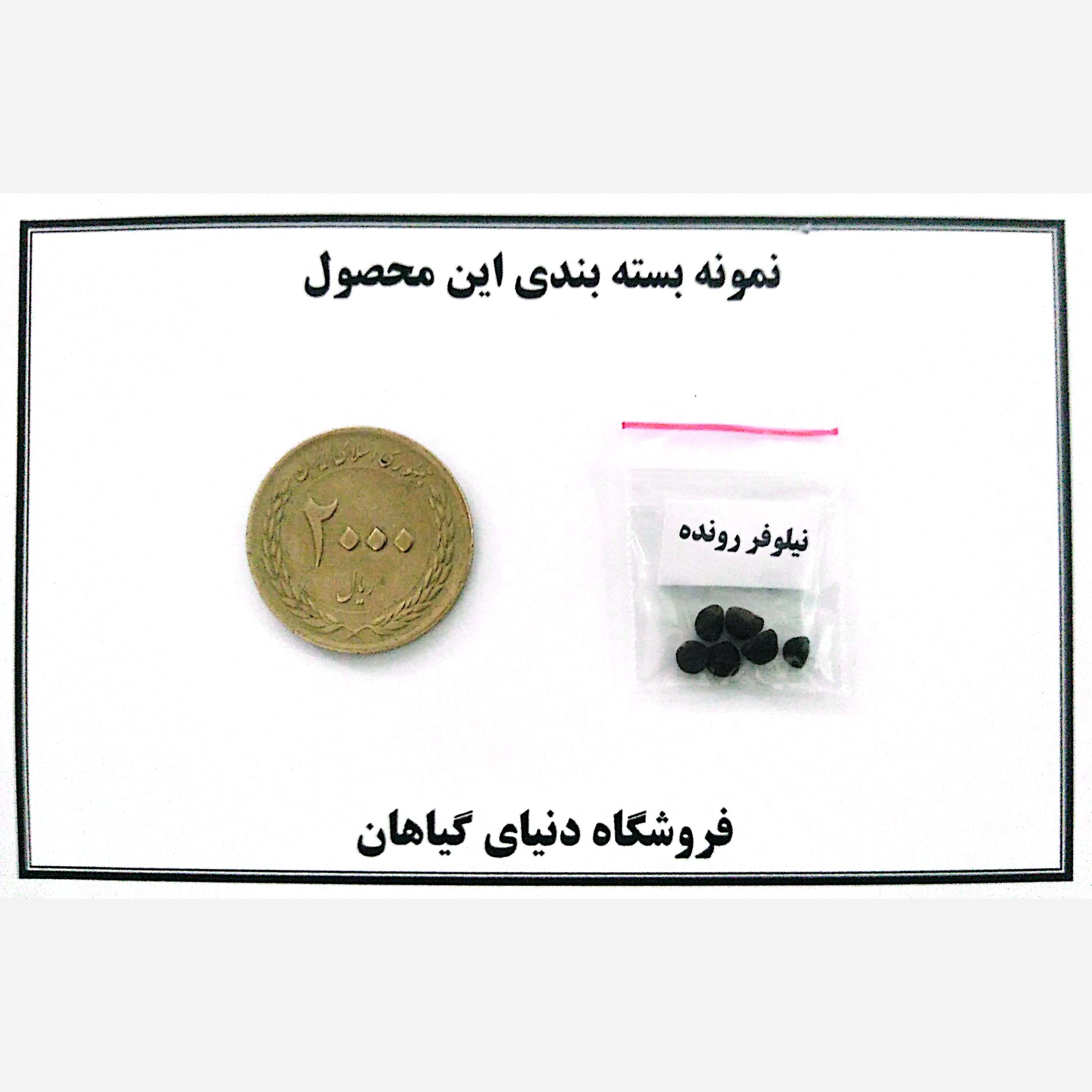 بذر نیلوفر رونده(5 عدد)