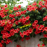 بذر پیچ اناری (10 عدد)