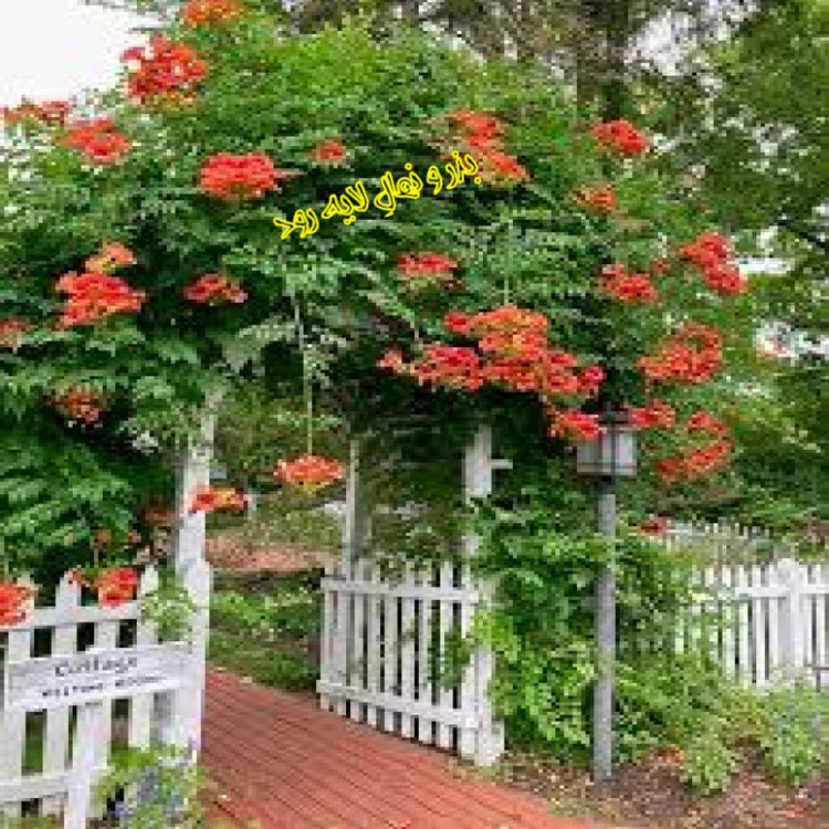 بذر پیچ اناری (10 عدد)