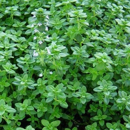 بذر آویشن باغی معطر(50 عددی)
