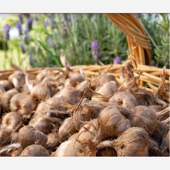 پیاز زعفران درجه یک 500گرمی